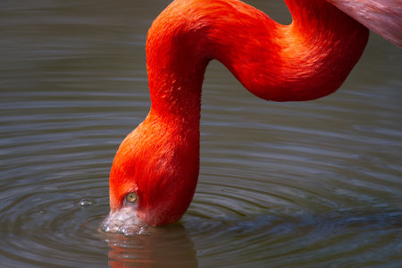 Flamingos or flamingoes are a type of wading bird in the family Phoenicopteridae, which is the only extant family in the order Phoenicopteriformes. There are four flamingo species distributed throughout the Americas.の写真素材