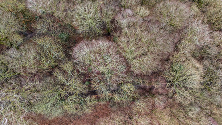 Aerial view of a forest from a drone in winter