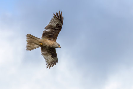 Extremely rare white-coloured red kite thought to be one of 10 in the world.The bird of prey is...