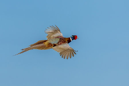 Pheasant (Phasianus colchicus) in flight with a blue sky backgroundの写真素材