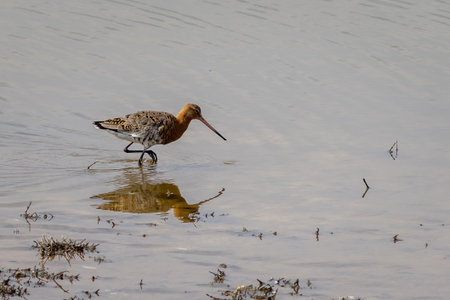 Black-tailed godwit (Limosa limosa) in the waterの写真素材