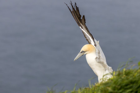 Gannet (Morus bassanus) landing on a cliff edgeの写真素材