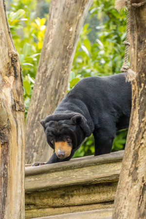 Sun bear (Helarctos malayanus) on a climbing fram