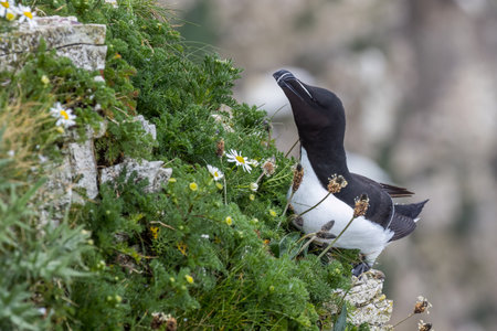 Razorbill (Alca torda) on the edge of the cliffの写真素材
