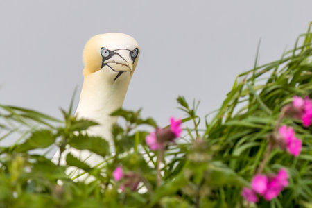 Gannet (Morus bassanus) With grass and pink flowersの写真素材