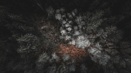 Aerial view of a Forest from a drone abstract