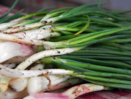 Green onion right from the gardenの写真素材