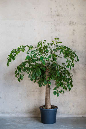 potted plant in front of concrete wallの写真素材