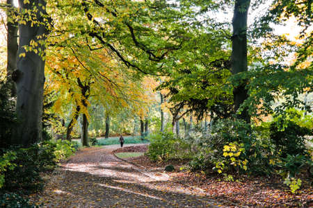 single person walking along a path in a park covered with fall leavesの写真素材