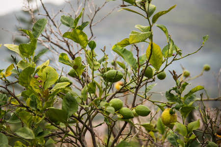 ripe and green lemons on a treeの写真素材