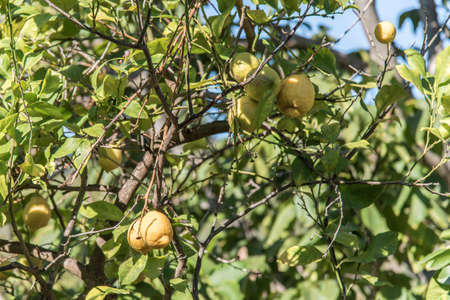 ripe lemons on a treeの写真素材