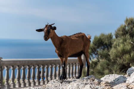 goat standing on rocks with blue sky and ocean in backgroundの写真素材