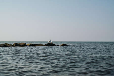 two seagulls on rocks in sea water at baltic sea coast in northern germanyの写真素材
