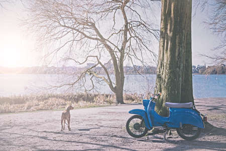 old vintage blue motorcycle parked beneath a tree close to a lakeの写真素材