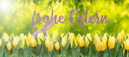 yellow tulips and easter bunny on lush green background bokeh banner spring season with words frohe Ostern (happy Easter holidays in German)の写真素材