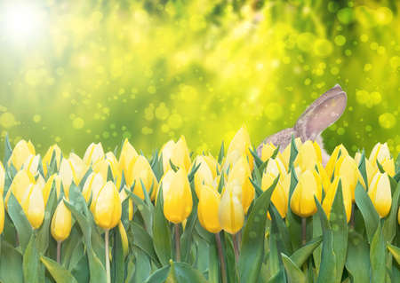 yellow tulips and easter bunny on lush green background bokeh banner easter spring seasonの写真素材