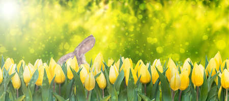 yellow tulips and easter bunny on lush green background bokeh banner spring seasonの写真素材