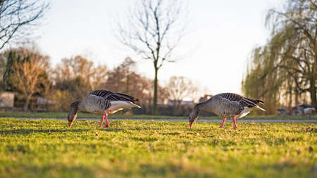 low angle view of greylag geese on lush green grass meadow in spring