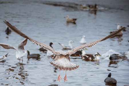 seagull seen from behind wings spread flying awayの写真素材