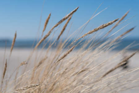 blades of grass on dune with sea and blue sky in blurred background shallow depth of fieldの写真素材