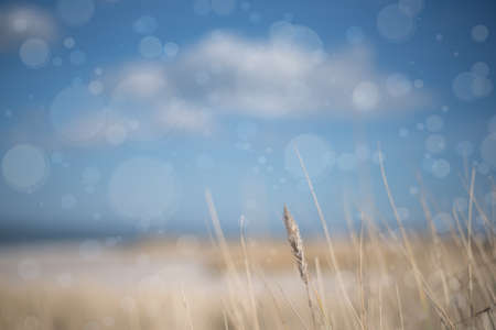 blade of grass on blurred seascape backgroundの写真素材