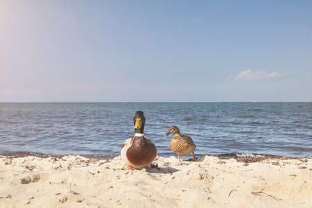 a pair of ducks on a beach under blue sky looking curiously at cameraの写真素材