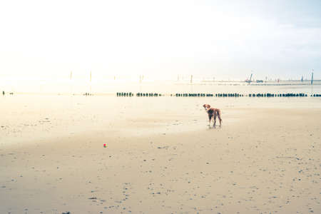 young dog standing on wide empty beach looking at cameraの写真素材