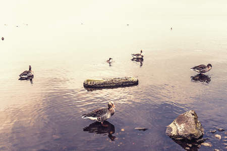 geese in shallow water in golden evening sunlightの写真素材