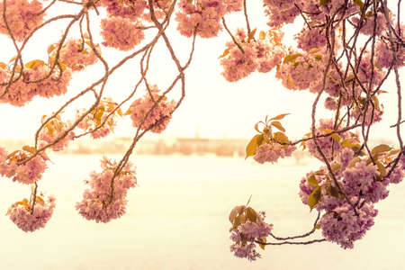 cherry blossom in golden evening light with lake and distant cityscape in blurred backgroundの写真素材