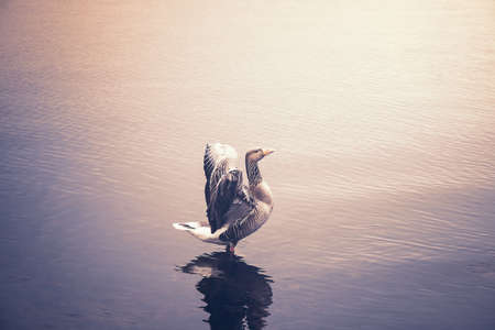 goose standing in shallow water spreading wings in golden evening sunlightの写真素材
