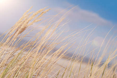 marram grass on baltic sea beach in sunlightの写真素材