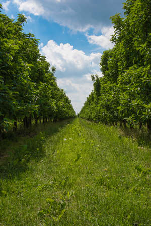 lush green grass between rows of apple trees on orchard under blue skyの写真素材