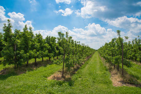 rows of apple trees on orchard under beautiful blue summer sky.の写真素材