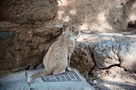 ginger cat sitting at the curb of a street in small spanish villageの写真素材