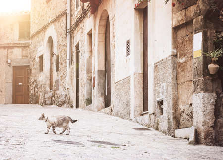 cat crossing empty alley in historic old town of Valldemossa, Majorca, Spainの写真素材