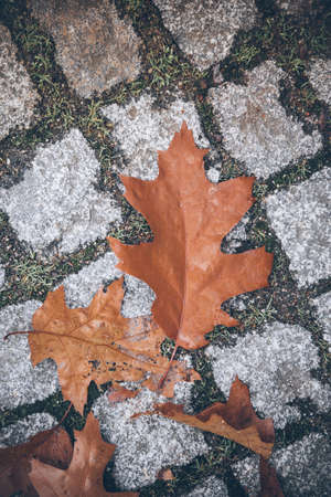 autumn foliage on cobblestone street surfaceの写真素材