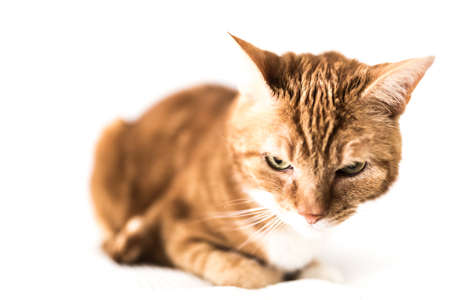 ginger cat on white blanketの写真素材