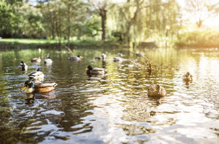 Groups of ducks on lake in sunlight