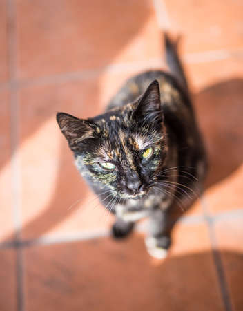 young tabby cat on stone floor looking up at cameraの写真素材