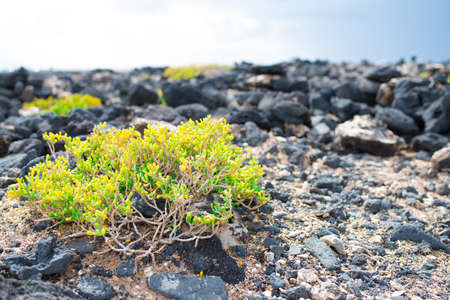 Arthrocnemum macrostachyum growing between volcanic rocks on coast of Fuerteventura islandの写真素材