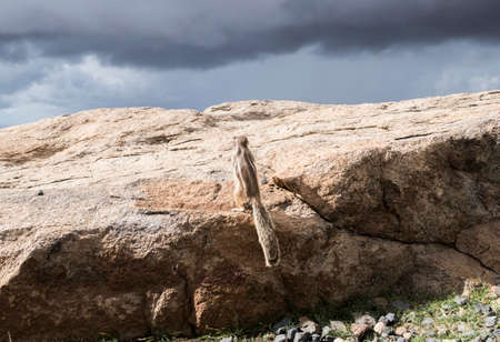 barbary ground squirrel on rocks on island of Fuerteventura looking up at dark overcast skyの写真素材