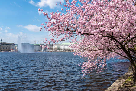 blooming cherry tree at Alster lake shore in Hamburg, Germany on sunny springtime day