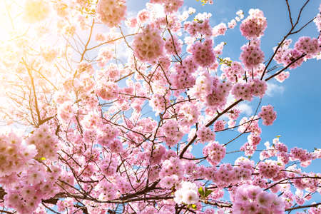 blooming cherry tree against clear blue sky