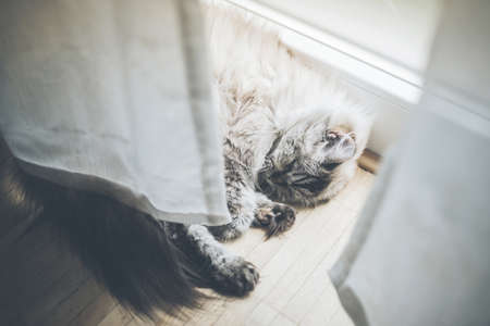high angle view of fluffy cat lying behind curtain on wooden floor sleepingの写真素材