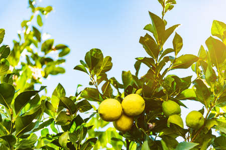 close-up of ripe yellow and unripe green lemons on lemon tree against blue sky