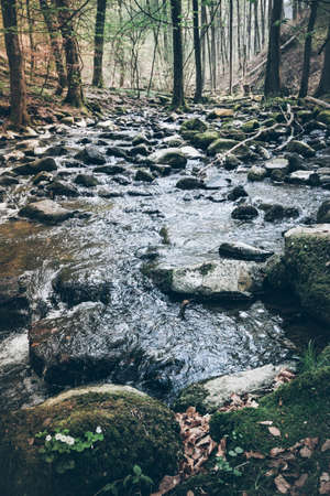 low angle view of creek in natural untouched forestの写真素材