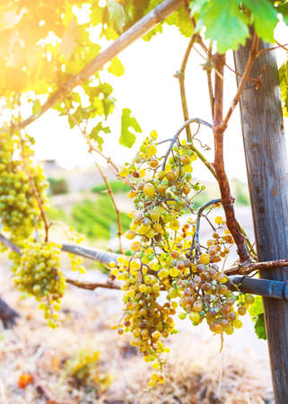 close-up of bunch of grapes on vine in golden sunlightの写真素材