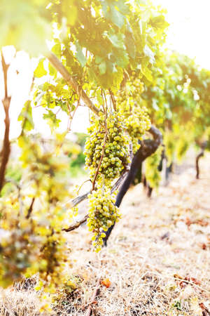 close-up of bunch of grapes hanging on vine stock in golden sunlightの写真素材