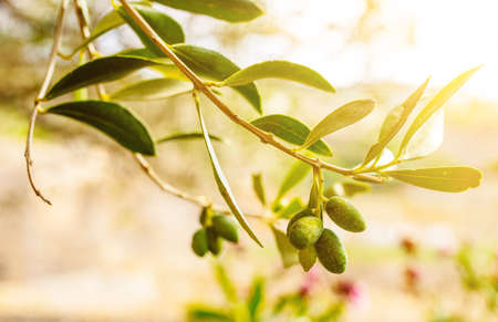 close-up of green olives on branch of olive treeの写真素材