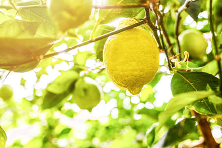 close-up of ripe lemon fruit hanging on lemon treeの写真素材